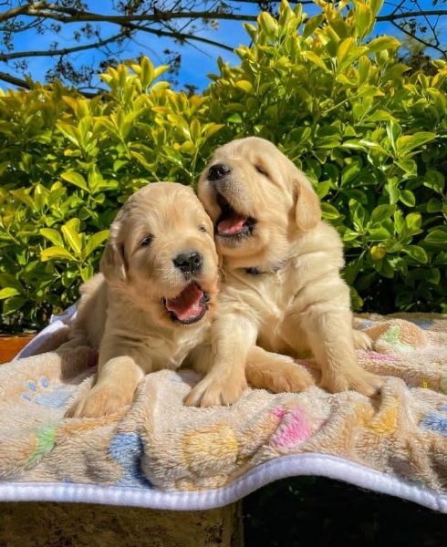 Regalo cucciolo Golden Retriever da Volontario a regalo cuccioli di ...