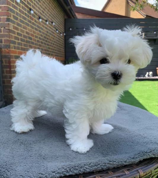 cuccioli maltesi 