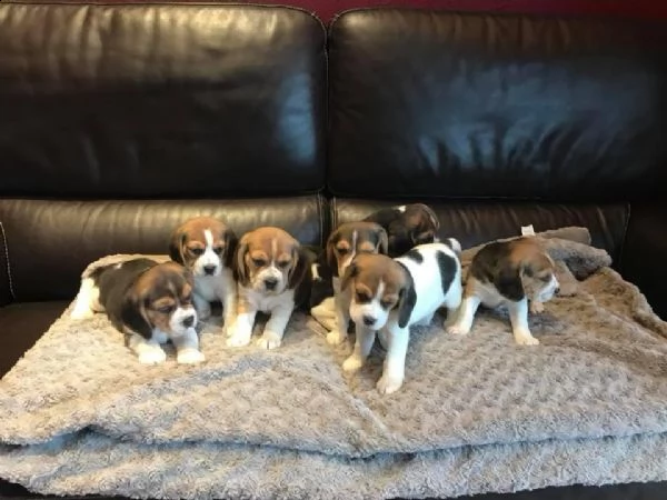 regalo cuccioli beagle whatsapp 0039 353 317 4023 