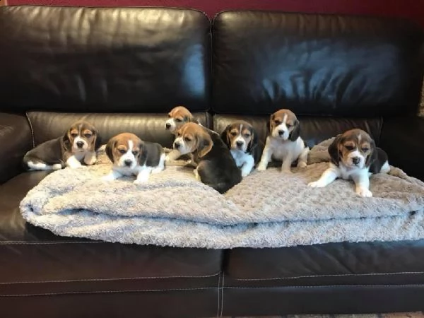 regalo cuccioli beagle whatsapp 0039 353 317 4023  | Foto 2