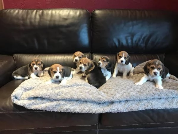 regalo cuccioli beagle whatsapp 0039 353 317 4023  | Foto 1