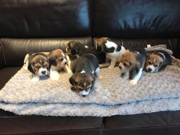 regalo cuccioli beagle whatsapp 0039 353 317 4023  | Foto 0