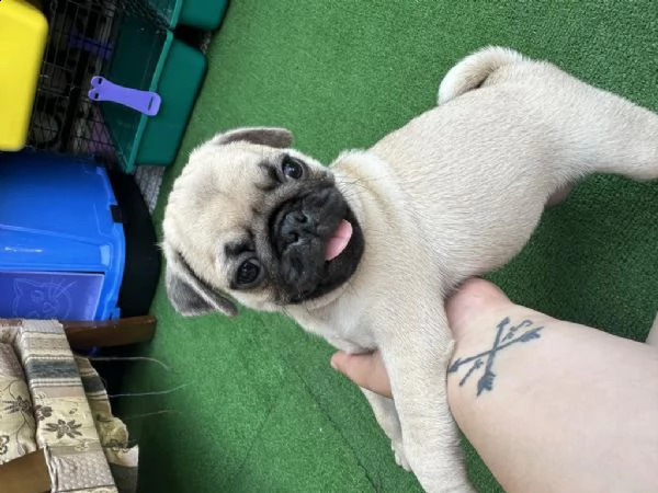 regalo cuccioli di carlino whatsapp  0039 353 317 4023  | Foto 2