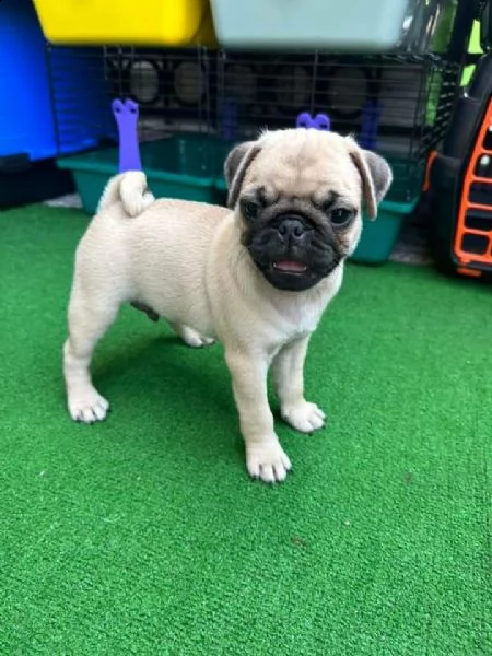 regalo cuccioli di carlino whatsapp  0039 353 317 4023  | Foto 1