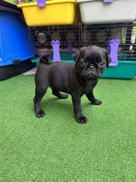 regalo cuccioli di carlino whatsapp  0039 353 317 4023  | Foto 0