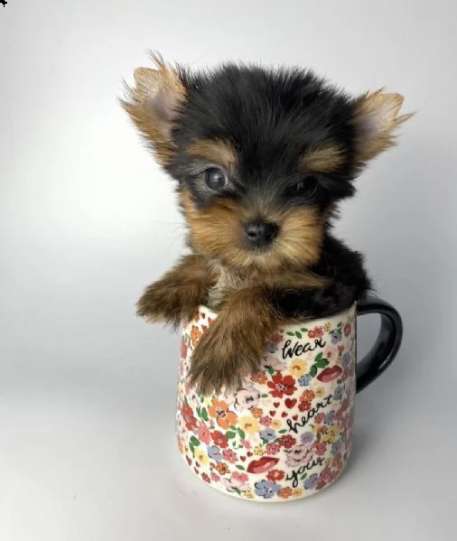 regalo cuccioli di yorkie whatsapp  0039 353 317 4023  | Foto 2