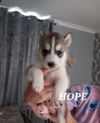 regalo cuccioli husky whatsapp 0039 353 317 4023  | Foto 2