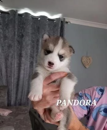 regalo cuccioli husky whatsapp 0039 353 317 4023  | Foto 1