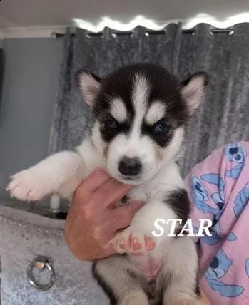 regalo cuccioli husky whatsapp 0039 353 317 4023  | Foto 0