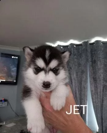 regalo cuccioli husky whatsapp 0039 353 317 4023 