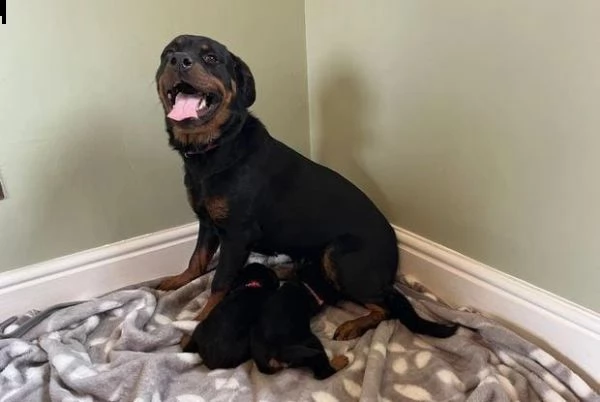 regalo cuccioli rottweiler whatsapp  0039 353 317 4023  | Foto 2