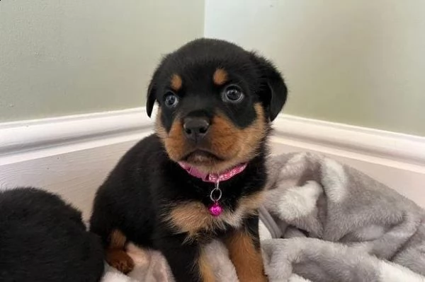 regalo cuccioli rottweiler whatsapp  0039 353 317 4023  | Foto 1