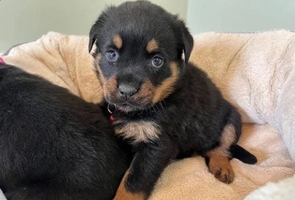 regalo cuccioli rottweiler whatsapp  0039 353 317 4023  | Foto 0