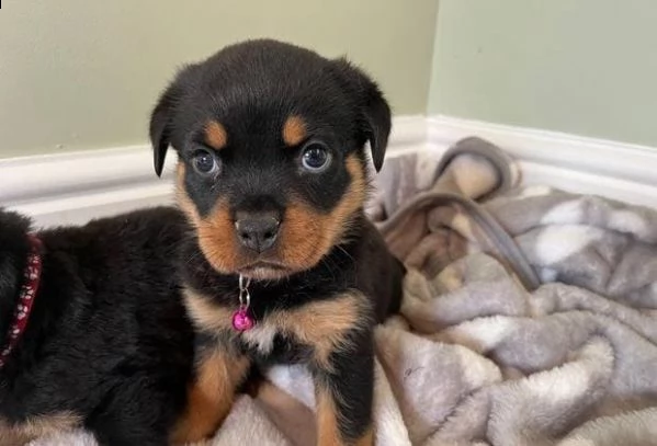 regalo cuccioli rottweiler whatsapp  0039 353 317 4023 