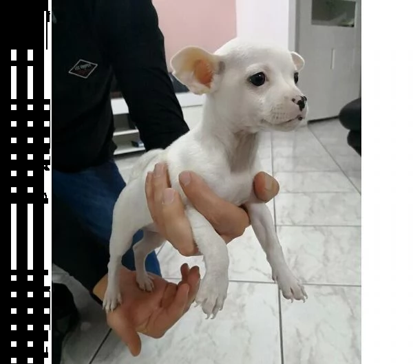 adotta un cucciolo di chihuahua whatsapp 0039 353 317 4023