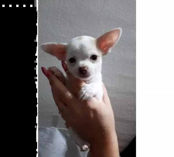 adotta un cucciolo di chihuahua whatsapp 0039 353 317 4023 | Foto 2