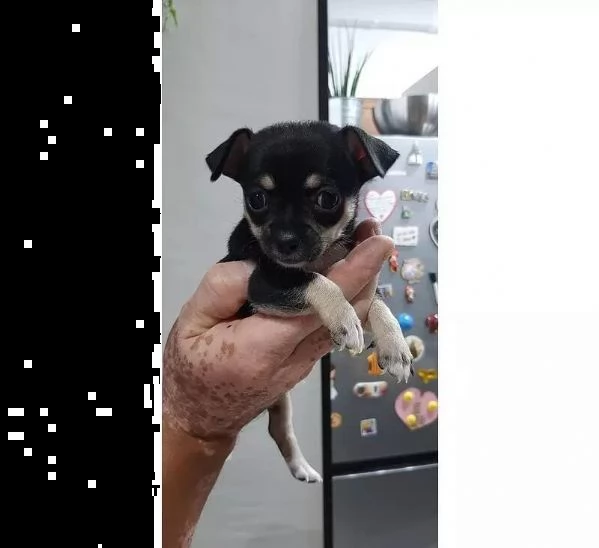 adotta un cucciolo di chihuahua whatsapp 0039 353 317 4023 | Foto 1