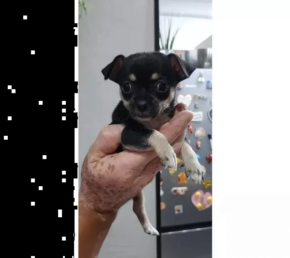 adotta un cucciolo di chihuahua whatsapp 0039 353 317 4023 | Foto 0