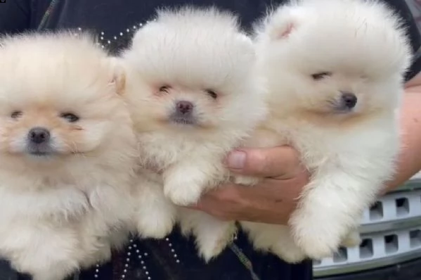 adotta un pomerania  whatsapp  0039 353 317 4023 