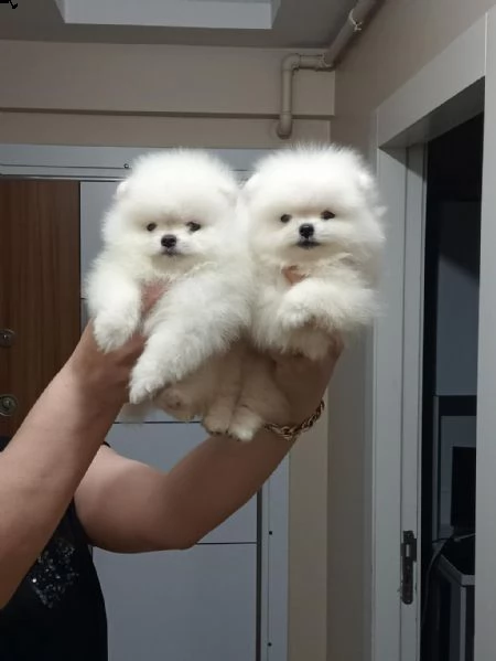adotta un pomerania  whatsapp  0039 353 317 4023  | Foto 2