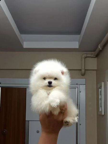 adotta un pomerania  whatsapp  0039 353 317 4023  | Foto 1
