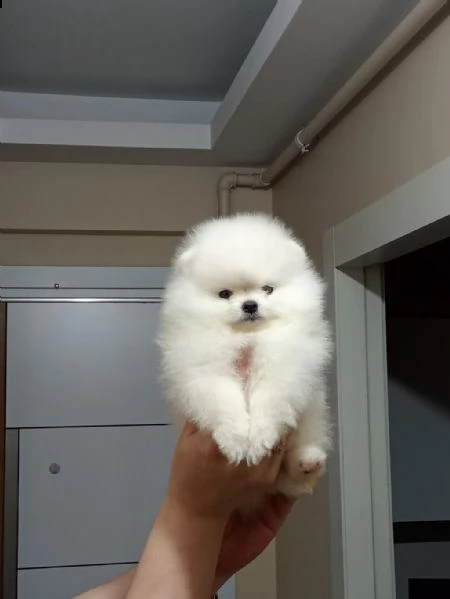adotta un pomerania  whatsapp  0039 353 317 4023  | Foto 0