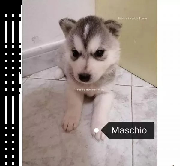 adotta un cucciolo di husky whatsapp 0039 353 317 4023  | Foto 1