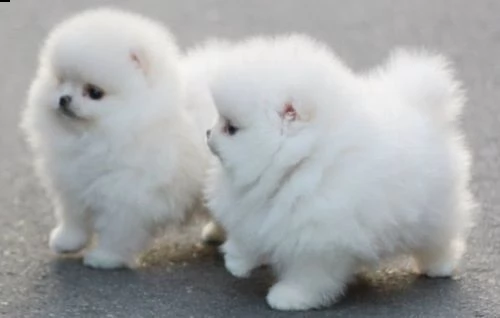 cuccioli di pom amore