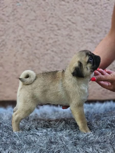 carlino bellissimi cuccioli | Foto 4