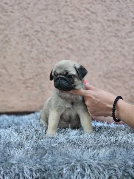 carlino bellissimi cuccioli | Foto 2