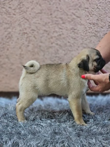 carlino bellissimi cuccioli | Foto 1