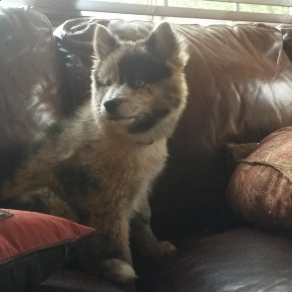 cuccioli di pomsky | Foto 0