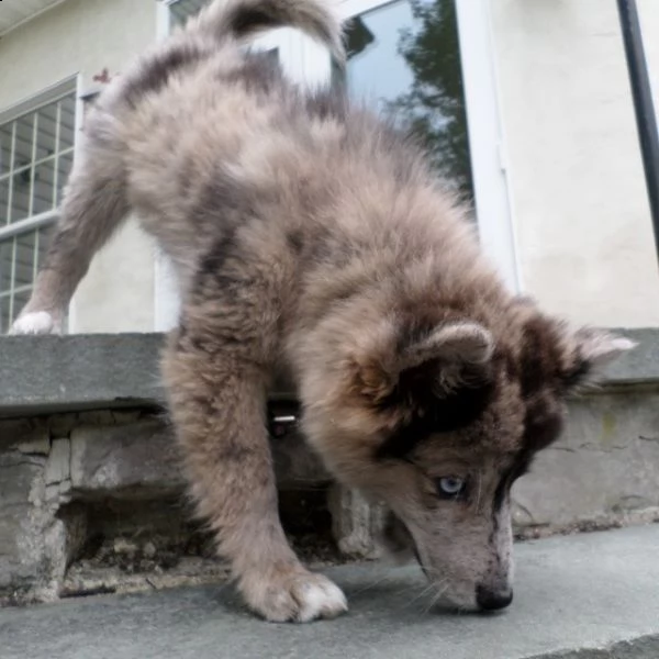 cuccioli di pomsky