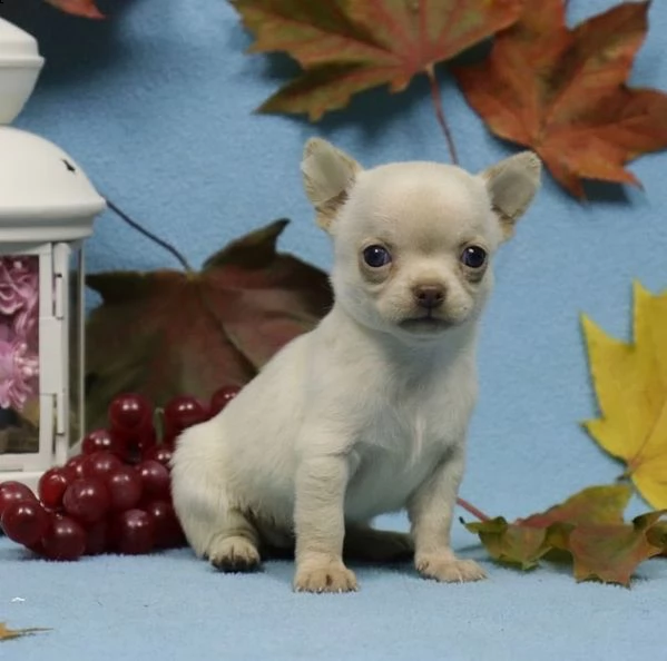 cuccioli di chihuahua in adozione