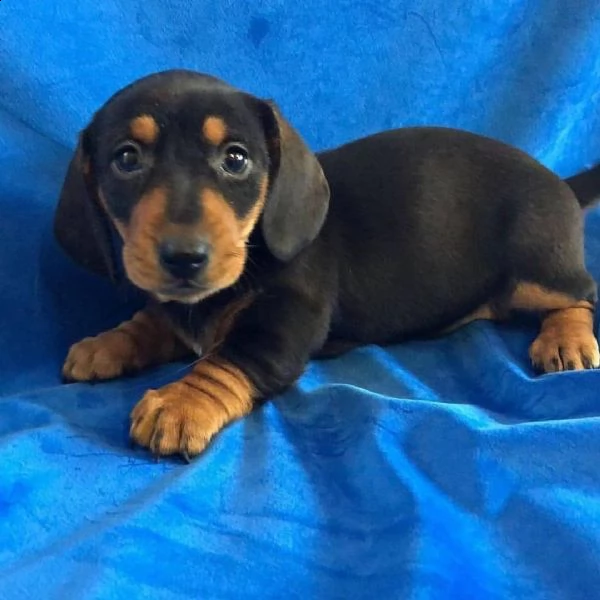 cuccioli di bassotto in adozione