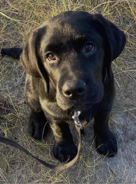 adorabili cuccioli alano femminucce e maschietti disponibili i cuccioli sono vaccinati sverminati ci