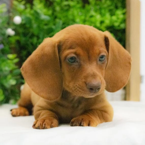 adorabili cuccioli bassotto femminucce e maschietti disponibili i cuccioli sono vaccinati sverminati