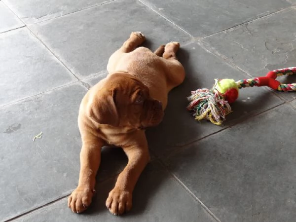 disponibili cuccioli di dogue de bordeaux 