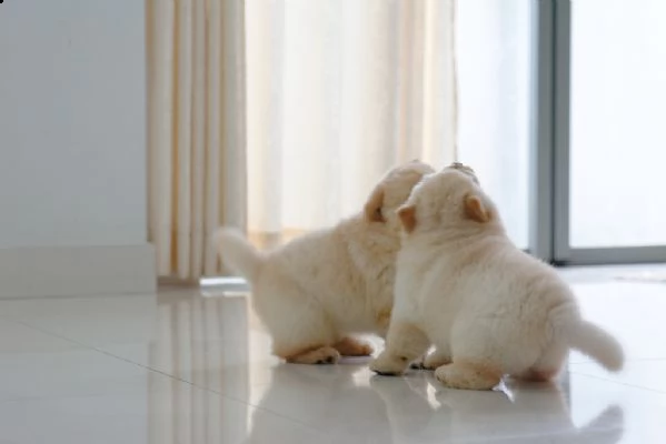 meravigliosi cuccioli di chow chow maschi e femmine | Foto 2