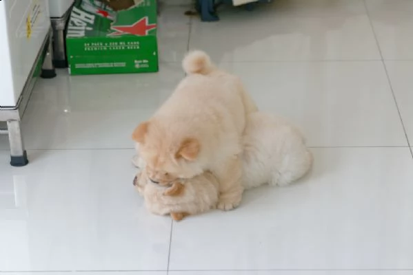 meravigliosi cuccioli di chow chow maschi e femmine | Foto 0