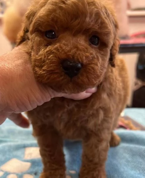 cuccioli di barboncino toy