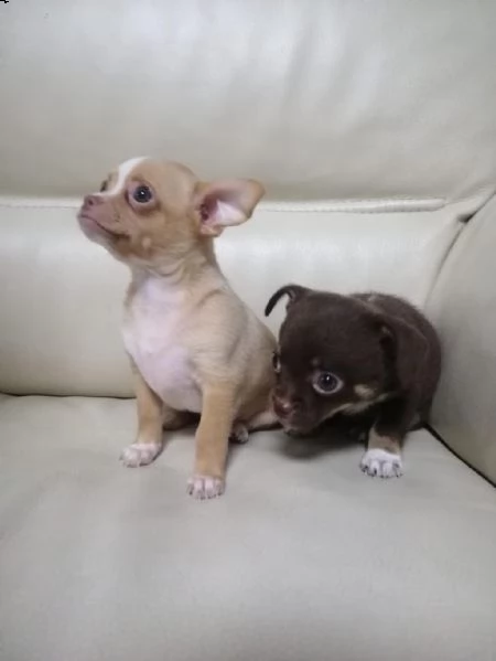 regalo cuccioli di chihuahua whatsapp  0039 353 317 4023 
