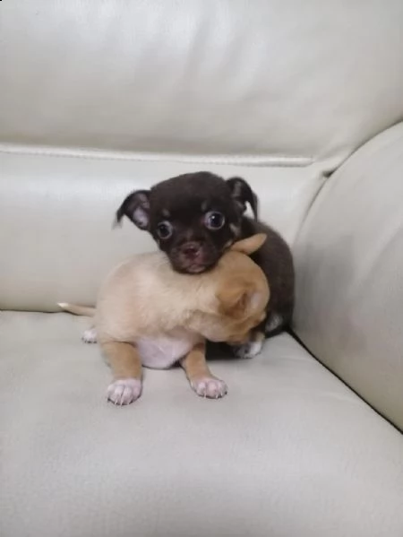 regalo cuccioli di chihuahua whatsapp  0039 353 317 4023  | Foto 2