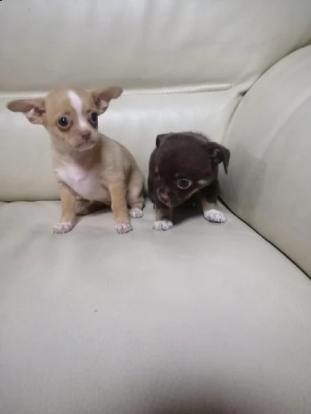 regalo cuccioli di chihuahua whatsapp  0039 353 317 4023  | Foto 1