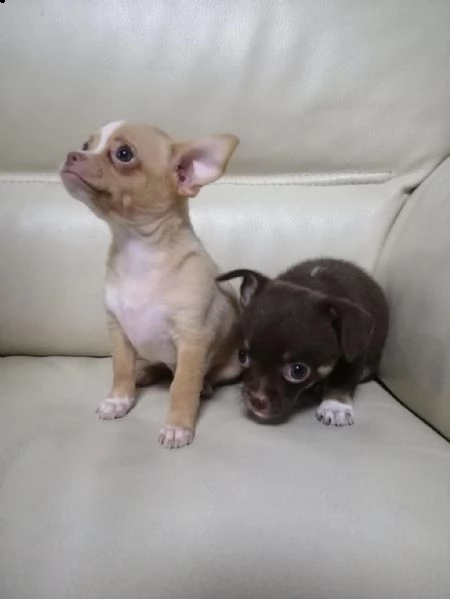 regalo cuccioli di chihuahua whatsapp  0039 353 317 4023  | Foto 0