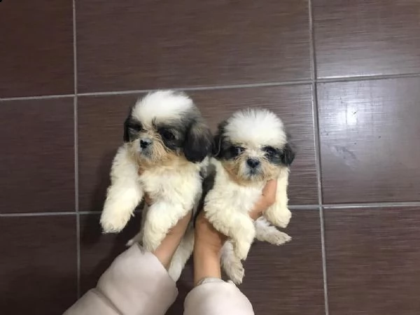 regalo cuccioli shih tzu whatsapp  0039 353 317 4023 