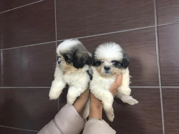 regalo cuccioli shih tzu whatsapp  0039 353 317 4023  | Foto 2
