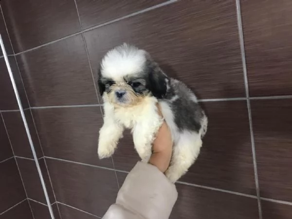 regalo cuccioli shih tzu whatsapp  0039 353 317 4023  | Foto 1
