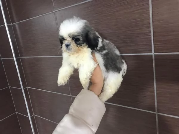 regalo cuccioli shih tzu whatsapp  0039 353 317 4023  | Foto 0