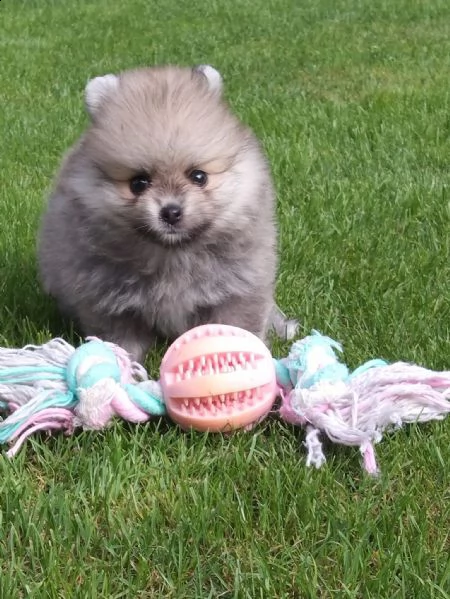 regalo pomerania whatsapp  0039 353 317 4023  | Foto 2